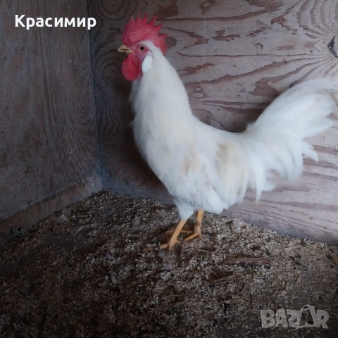 Петел бял Легхорн, снимка 3 - Кокошки и пуйки - 53993542
