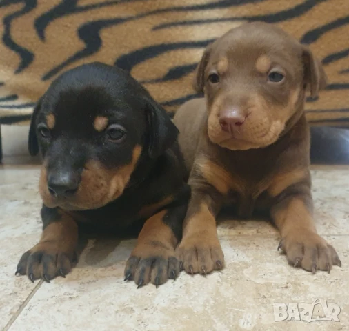 Продавам чистокръвни добермани, снимка 1