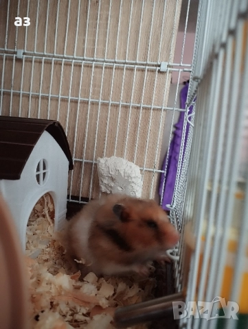 Продавам мъжки хамстер на 4 месеца , снимка 3 - Хамстери - 52533591