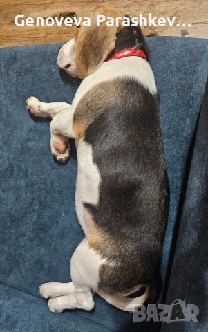 Продавам куче бигъл , снимка 4 - Бигъл - 54100442