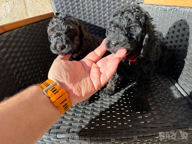 Мини Пудели Актуално от 19.12.2025, снимка 4 - Пудели - 52839411