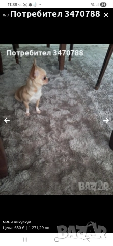 чихуахуа, снимка 2 - Чихуахуа - 54288643