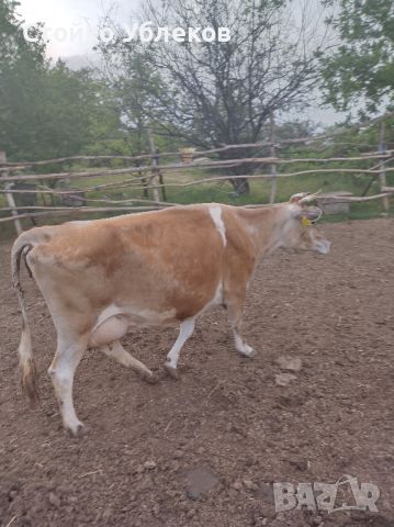 крави Джерсей, бременност,девети, месец , снимка 3 - Крави - 45382998