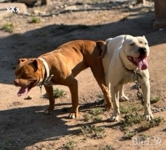 Питбул! , снимка 5 - Питбул - 52188073