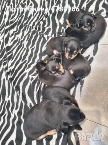 Продавам пинчери , снимка 6 - Пинчер - 54012390