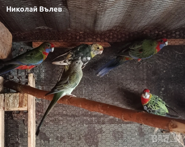 Пенанти,розели и пойни, снимка 10 - Папагали - 53256284