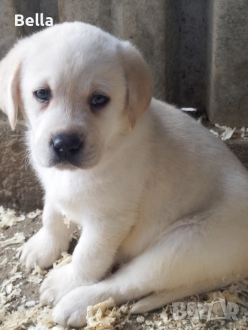 Лабрадор ретривър , снимка 5 - Лабрадор ретривър - 52592903