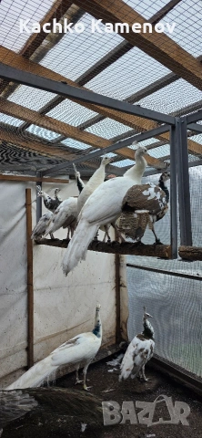 пауни, снимка 12 - други­ - 53406703