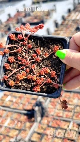 Седум Коралов килим, Sedum album Coral Carpet, снимка 9 - Градински цветя и растения - 53865678
