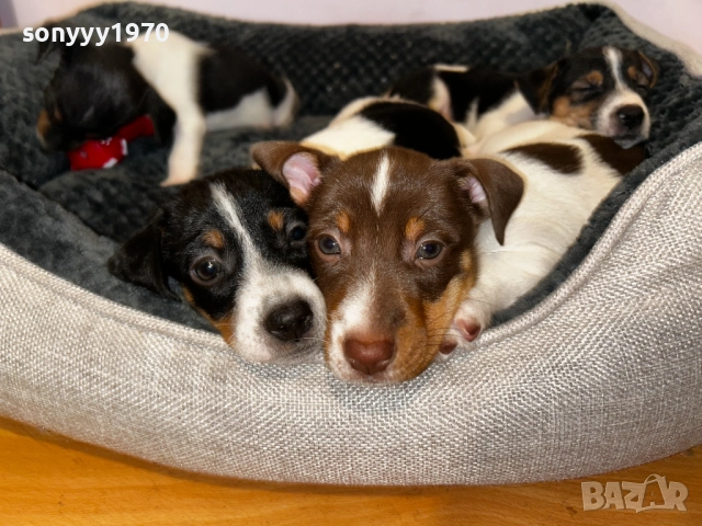 ДЖАК РЪСЕЛ ЖЕНСКО КУЧЕНЦЕ НА 2 МЕСЕЦА 3010250558