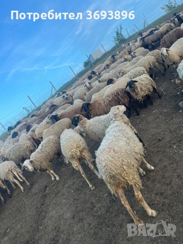 Продавам овце за тамазлак  , снимка 1 - Овце - 46006853
