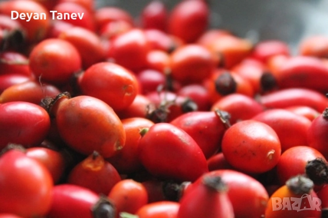 Шипка нова реколта , 4 лв килограма ., снимка 2 - Други - 51697685