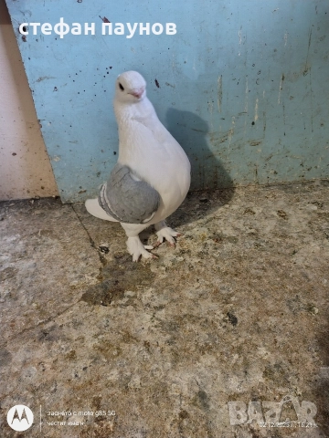 Мъжки Блонданети, снимка 3 - Гълъби - 52635463