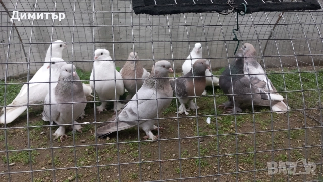 Продавам гълъби Мардини-Турски , снимка 7 - Гълъби - 47886897