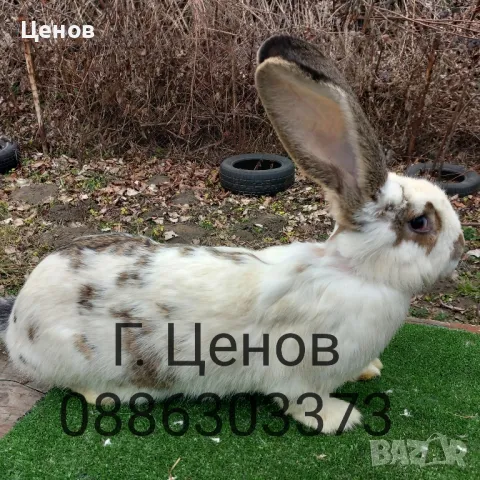 Продавам зайци великани, снимка 3 - Други - 49729000