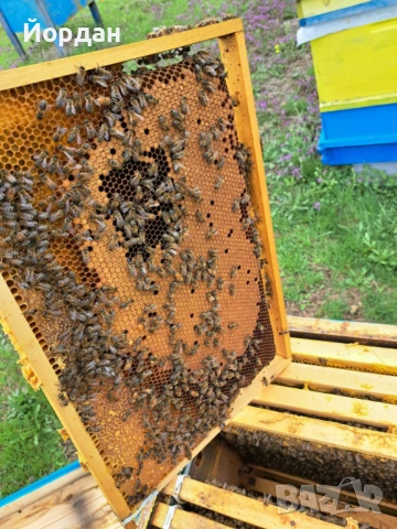 Пчелни отводки