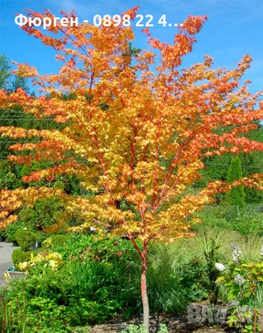     Ацер - Санго Каку