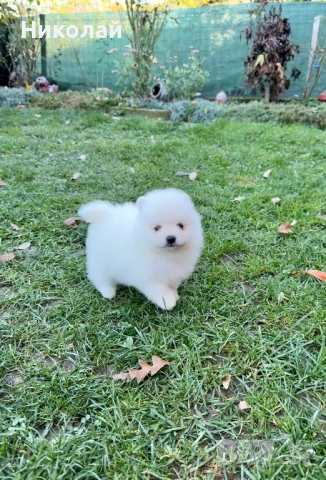 Померан мини момче. Померанче, снимка 6 - Померан - 52426042