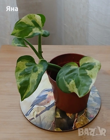 Епипремнум "N joi"