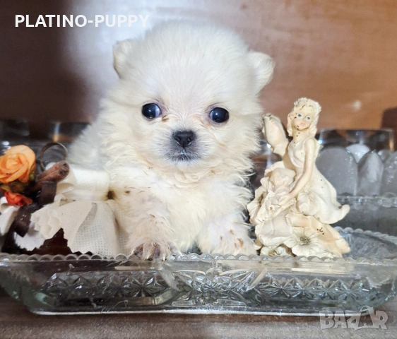 Чихуахуа мини дългокосмести