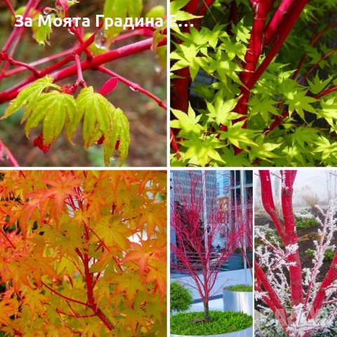 Ацер-Санго Каку, снимка 8 - Градински цветя и растения - 53744016