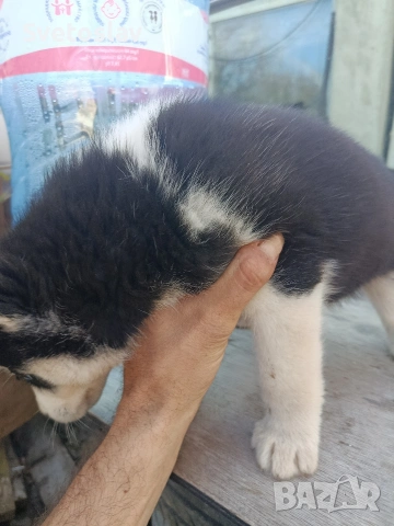 Сибирско хъски , снимка 4 - Хъски - 54112899