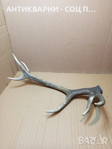 Стар Единичен Еленски Рог Рога Тегло 1.300кг. НОМЕР 705.