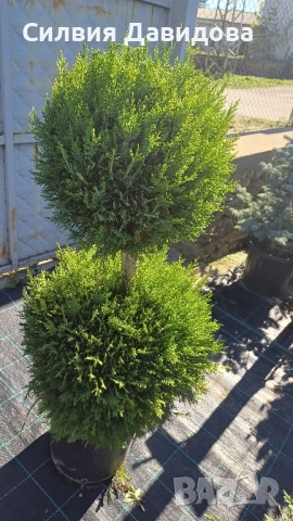 Лейландски кипарис щам топка, пон пон, спирала, снимка 8 - Градински цветя и растения - 52501247