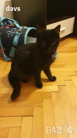 Приемен / постоянен Дом за Черна принцеса, снимка 17 - Други - 53331492