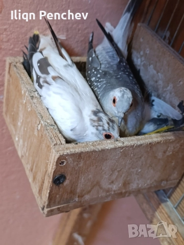 Свободна двойка диамантени гугутки., снимка 2 - Папагали - 52458678