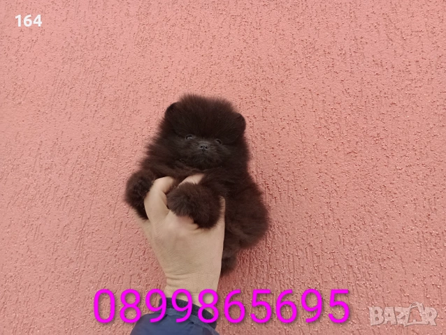 Мъжки шоколадов Померан. Реални снимки от 02.02.26 г., снимка 5 - Померан - 53307918