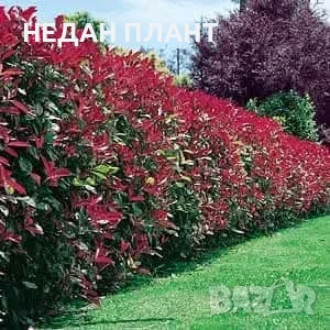 Фотиния "Ред Робин", снимка 2 - Градински цветя и растения - 51162607