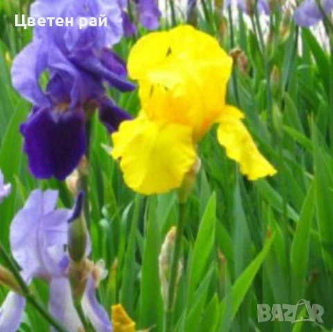 Ризоми на ириси 2€брой цвят на късмет от показаните , снимка 12 - Градински цветя и растения - 54198963