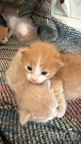 Домашни Полу-Ангорски Котенца + Доставка 60лв, снимка 18 - Ангорски - 40695376