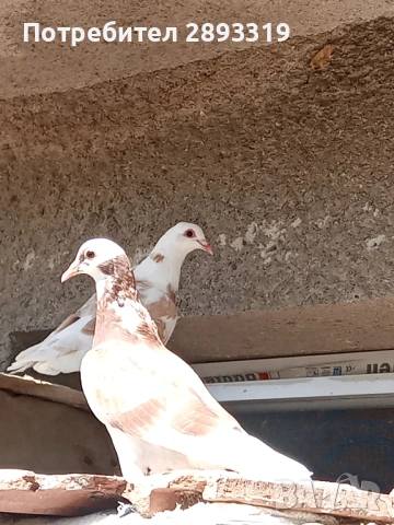 Пощенски гълъби, шарени, снимка 1