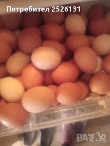 Домашни яйца 