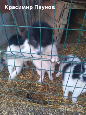 Малки  каракачанки . 4 месеца ., снимка 4 - Каракачанска овчарка - 53821136