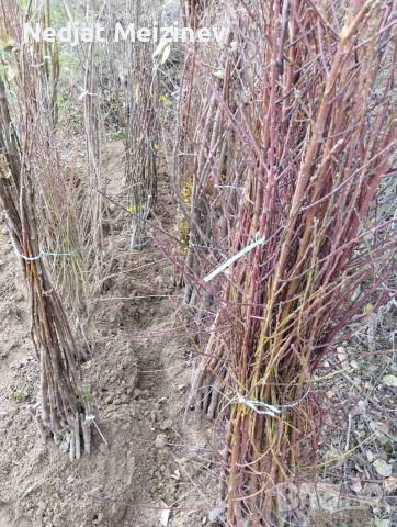 Овощни плодни дръвчета, снимка 5 - Градински цветя и растения - 52894218