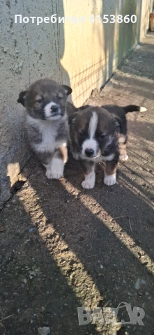 Малки кученца, снимка 7 - Други - 53316990