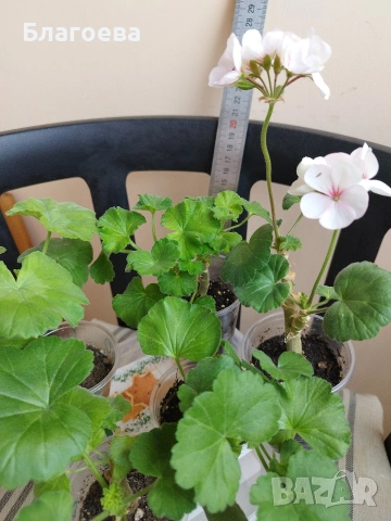 Комплект вкоренени резници Мушкато 5 бр - 5 цвята , снимка 6 - Стайни растения - 46905641