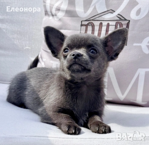 Уникално Мъжко Мини Чихуахуа Синьо , снимка 2 - Чихуахуа - 54014434