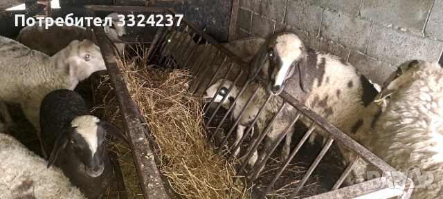 продавам агнета , снимка 2 - Овце - 53942640