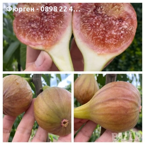 Смокиня „Брунсуик“ (Ficus carica ‘Brunswick’), снимка 5 - Разсади - 52356566
