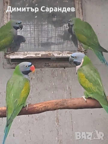 Продавам Китайски александри