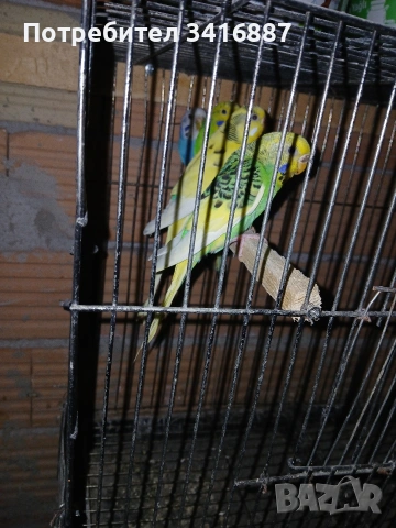 Вълнисти папагали 