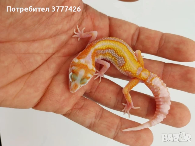 Леопардови Гекони, снимка 4 - Гекон - 41426835