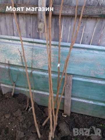 Чери Коде, снимка 3 - Градински цветя и растения - 53650485