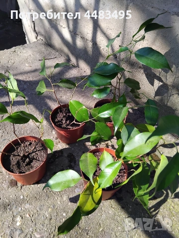 Цвете Бенджамин , снимка 3 - Стайни растения - 53734175