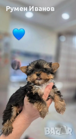 Съкровища малки, снимка 2 - Йоркширски териер - 54020592