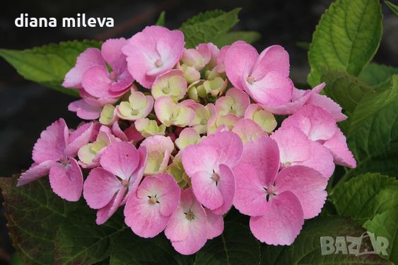 Хортензия Месалина, Hydrangea Messelina  за сянка !, снимка 3 - Градински цветя и растения - 43401747